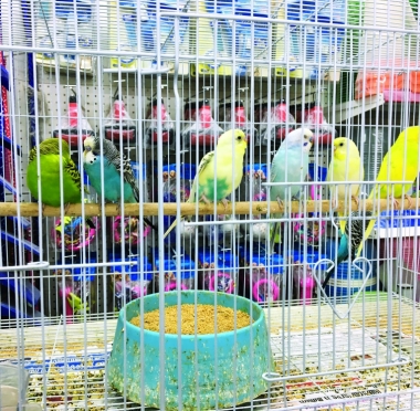 lusailnews
