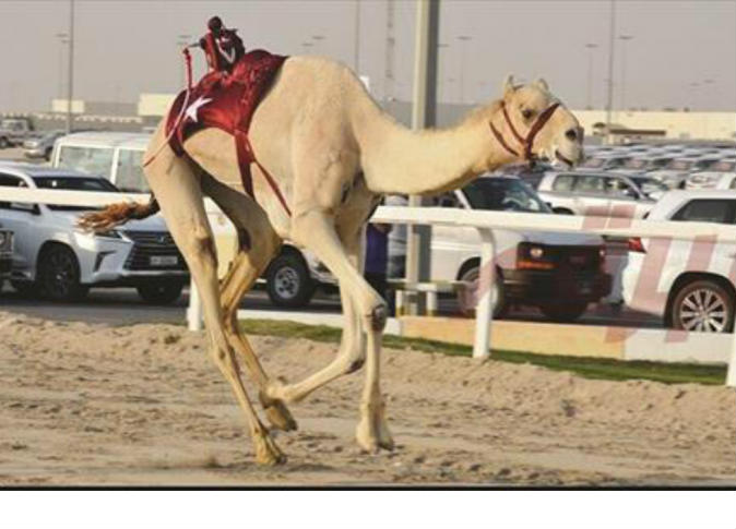 لوسيل