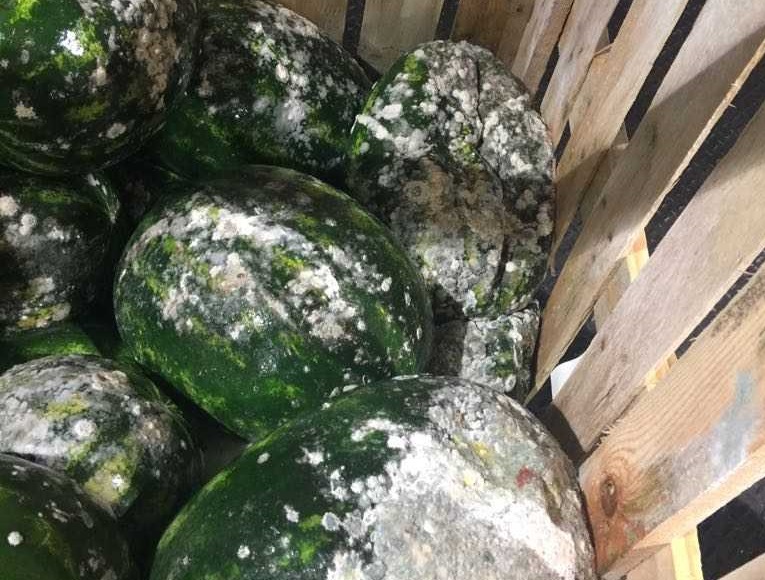 لوسيل