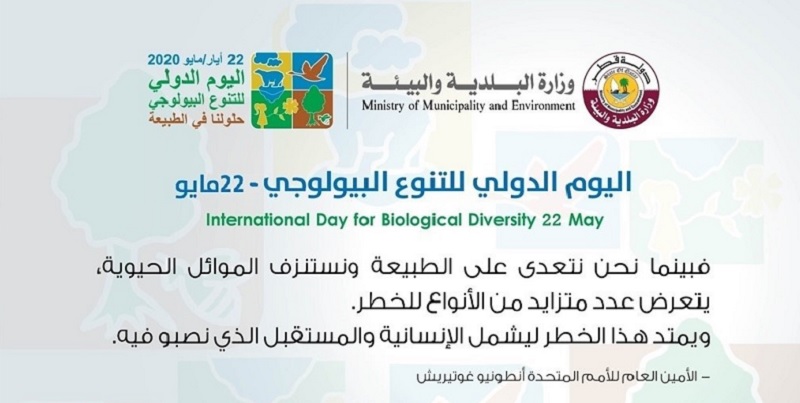 لوسيل