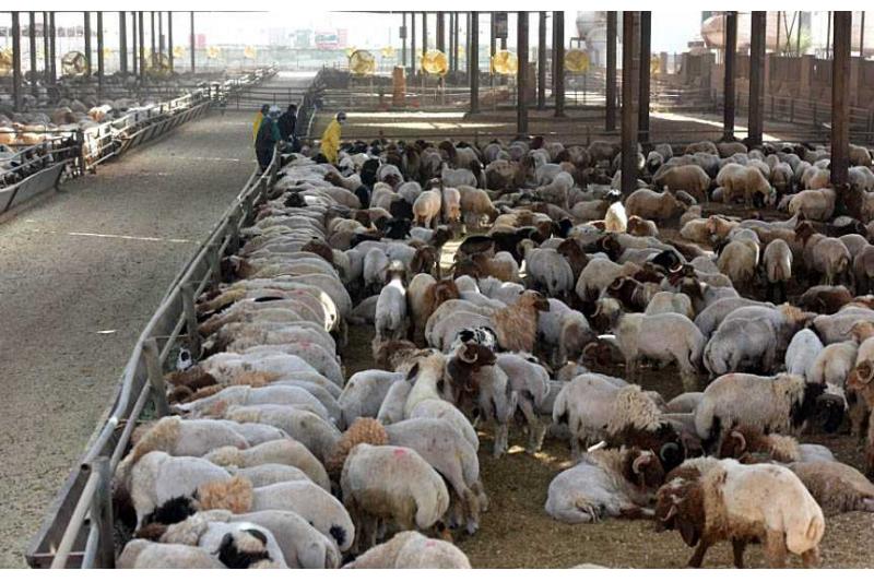 لوسيل