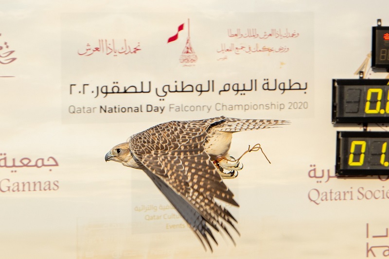 لوسيل