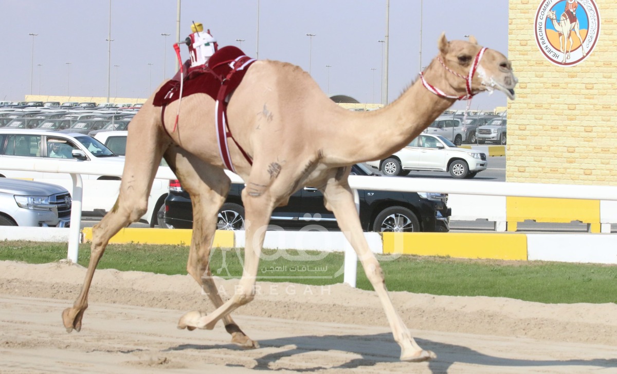 لوسيل