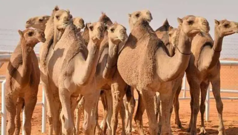 لوسيل