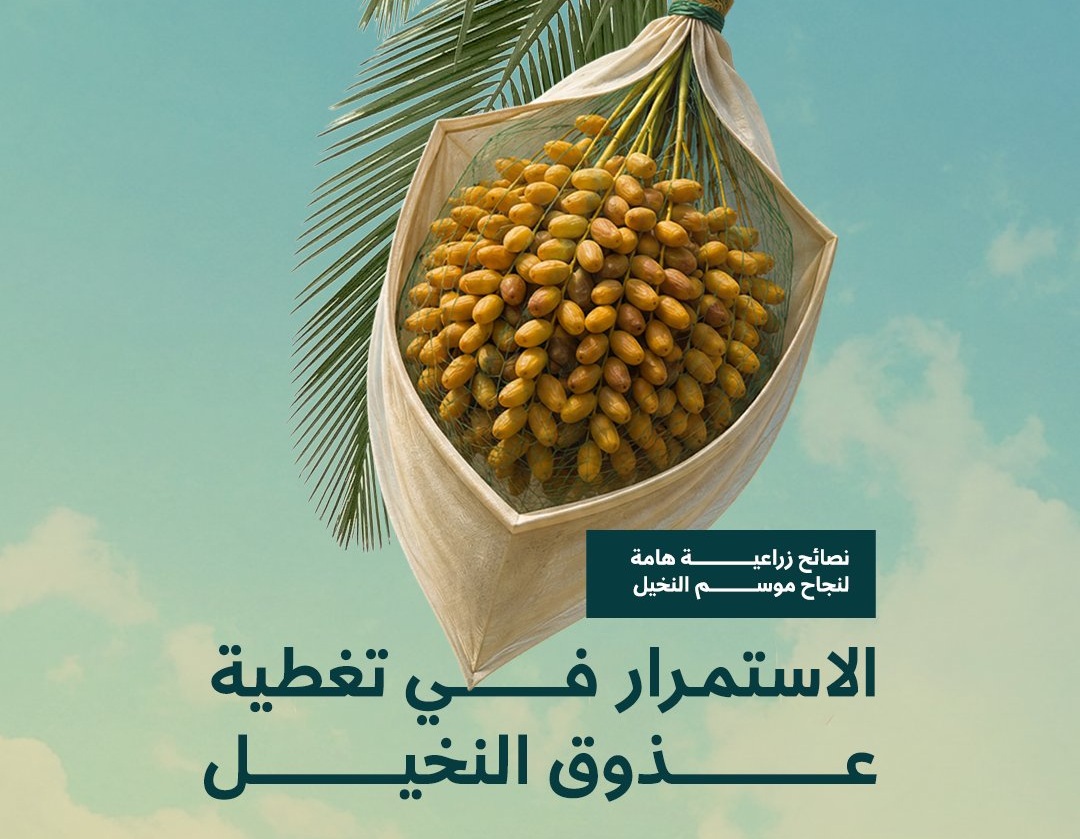 لوسيل